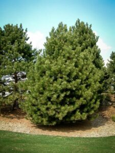 Сосна Чёрная (Pinus Nigra) купить по цене от 270.00р. в интернет-магазине «Посадика» с доставкой почтой в в Снежногорске и по всей России – [изображение №1].