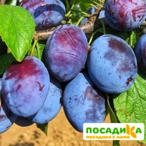 Слива Чачакская ранняя купить по цене от 229.00р. в интернет-магазине «Посадика» с доставкой почтой в в Снежногорске и по всей России – [изображение №1].