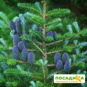 Пихта корейская (Abies koreana) купить по цене от 450.00р. в интернет-магазине «Посадика» с доставкой почтой в в Снежногорске и по всей России – [изображение №1].