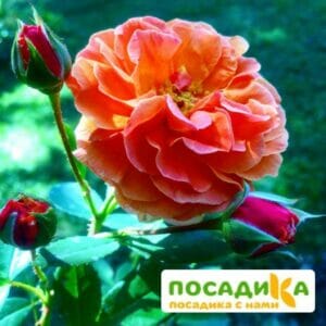 Роза Арабия купить по цене от 350.00р. в интернет-магазине «Посадика» с доставкой почтой в в Снежногорске и по всей России – [изображение №1].