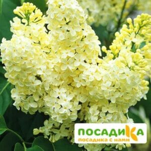 Сирень Примроуз (Primrose) купить по цене от 529.00р. в интернет-магазине «Посадика» с доставкой почтой в в Снежногорске и по всей России – [изображение №1].