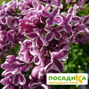 Сирень Сенсация купить по цене от 529.00р. в интернет-магазине «Посадика» с доставкой почтой в в Снежногорске и по всей России – [изображение №1].