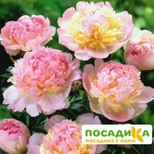 Пион Распберри Сандей (Paeonia Raspberry Sundae) купить по цене от 959р. в интернет-магазине «Посадика» с доставкой почтой в в Снежногорске и по всей России – [изображение №1].