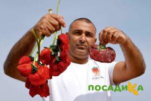 Клубника Гигант Джорнея купить по цене от 266р. в интернет-магазине «Посадика» с доставкой почтой в в Снежногорске и по всей России – [изображение №1].