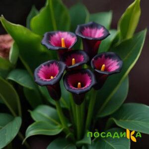 Калла Аура Лейс купить по цене от 400р. в интернет-магазине «Посадика» с доставкой почтой в в Снежногорске и по всей России – [изображение №1].