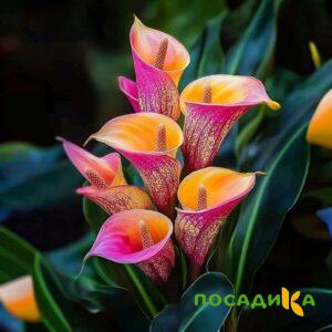 Калла Оникс купить по цене от 450р. в интернет-магазине «Посадика» с доставкой почтой в в Снежногорске и по всей России – [изображение №1].