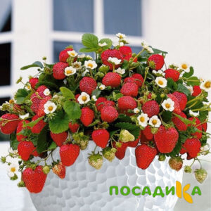 Клубника Рубиновый Шепот (горшечная) купить по цене от 240р. в интернет-магазине «Посадика» с доставкой почтой в в Снежногорске и по всей России – [изображение №1].