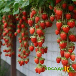 Клубника вьющаяся Комплимент купить по цене от 470р. в интернет-магазине «Посадика» с доставкой почтой в в Снежногорске и по всей России – [изображение №1].
