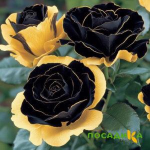 Роза Ханни Сикл купить по цене от 700р. в интернет-магазине «Посадика» с доставкой почтой в в Снежногорске и по всей России – [изображение №1].
