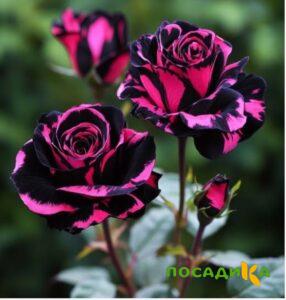 Роза Багровый Шепот купить по цене от 366р. в интернет-магазине «Посадика» с доставкой почтой в в Снежногорске и по всей России – [изображение №1].
