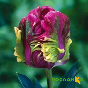Тюльпан Экзотик Хэвен купить по цене от 186р. в интернет-магазине «Посадика» с доставкой почтой в в Снежногорске и по всей России – [изображение №1].