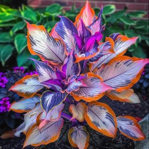 Хоста Эмеральд Тиара купить по цене от 602р. в интернет-магазине «Посадика» с доставкой почтой в в Снежногорске и по всей России – [изображение №1].