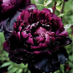 Пион Темный Сад купить по цене от 421р. в интернет-магазине «Посадика» с доставкой почтой в в Снежногорске и по всей России – [изображение №1].