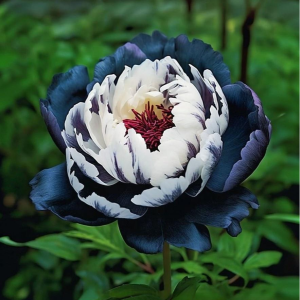 Пион Древовидный Инь-Янь купить по цене от 419р. в интернет-магазине «Посадика» с доставкой почтой в в Снежногорске и по всей России – [изображение №1].