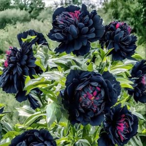 Пион древовидный Сердце Афродиты купить по цене от 600р. в интернет-магазине «Посадика» с доставкой почтой в в Снежногорске и по всей России – [изображение №1].