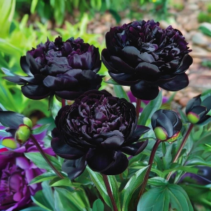 Пион Королевский Бархат купить по цене от 419р. в интернет-магазине «Посадика» с доставкой почтой в в Снежногорске и по всей России – [изображение №1].