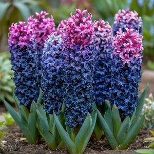 Гиацинт Блю Спринг купить по цене от 2099р. в интернет-магазине «Посадика» с доставкой почтой в в Снежногорске и по всей России – [изображение №1].