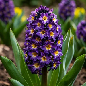 Гиацинт Вельвет Колор купить по цене от 2099р. в интернет-магазине «Посадика» с доставкой почтой в в Снежногорске и по всей России – [изображение №1].