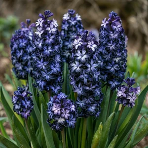 Гиацинт Блум Клауд купить по цене от 2099р. в интернет-магазине «Посадика» с доставкой почтой в в Снежногорске и по всей России – [изображение №1].