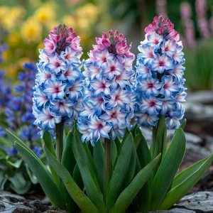 Гиацинт Пинк Мари купить по цене от 2099р. в интернет-магазине «Посадика» с доставкой почтой в в Снежногорске и по всей России – [изображение №1].