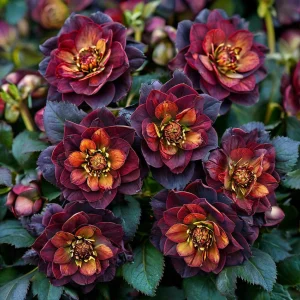 Морозник Сноу Дроп купить по цене от 348р. в интернет-магазине «Посадика» с доставкой почтой в в Снежногорске и по всей России – [изображение №1].