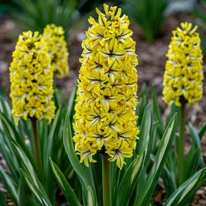 Гиацинт Сансет Голд купить по цене от 2099р. в интернет-магазине «Посадика» с доставкой почтой в в Снежногорске и по всей России – [изображение №1].