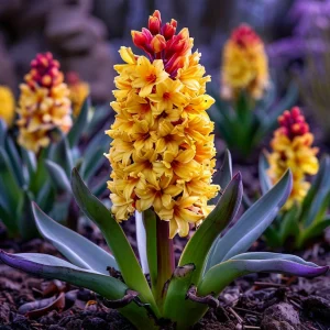 Гиацинт Миднайт Мистери купить по цене от 2099р. в интернет-магазине «Посадика» с доставкой почтой в в Снежногорске и по всей России – [изображение №1].