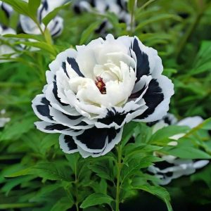 Пион Монохромный Шик купить по цене от 429р. в интернет-магазине «Посадика» с доставкой почтой в в Снежногорске и по всей России – [изображение №1].