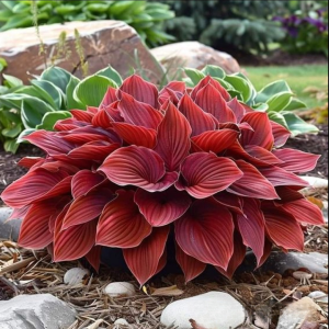 Хоста Малыш Шедевр купить по цене от 421р. в интернет-магазине «Посадика» с доставкой почтой в в Снежногорске и по всей России – [изображение №1].